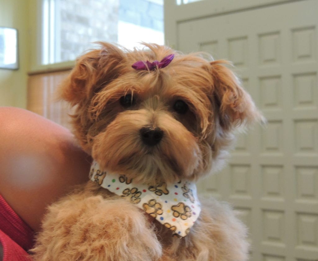 Top Dog Grooming South Austin  The ultimate guide 