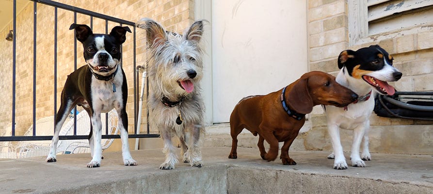 Austin Dogtown, Dog Boarding and Dog Daycare, Austin TX