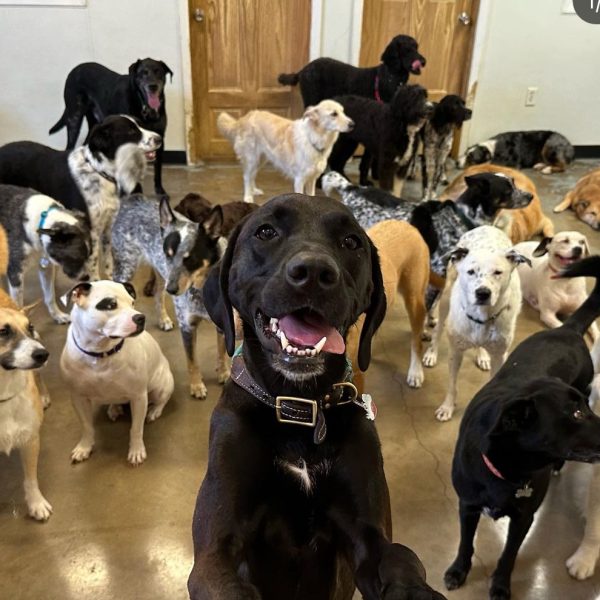 Austin Dogtown Boarding and Daycare
