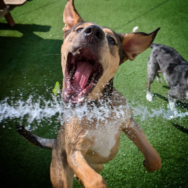 Austin Dogtown Boarding and Daycare