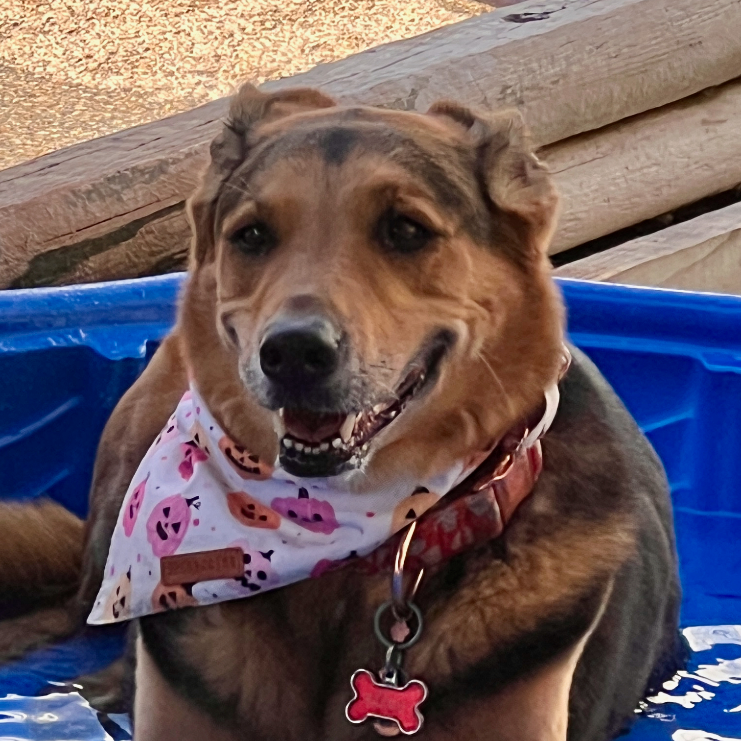 Austin Dogtown Boarding and Daycare